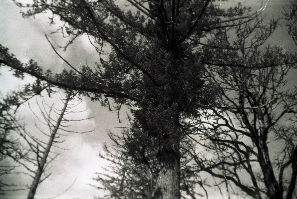 a black and white image of a pine tree at an upward angle. 